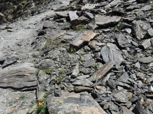 Cerastio pyrenaici - Senecionetum leucophylli