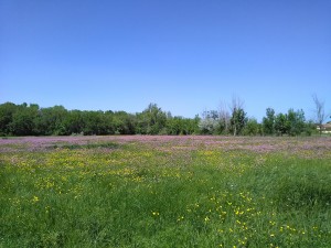 Lino usitatissimi subsp. angustifoli - Schedonoretum arundinacei subsp. arundinacei