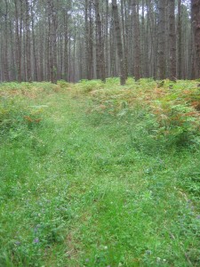 Prunello vulgaris - Plantaginetum majoris