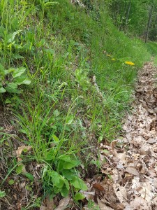 Trifolio medii - Teucrienion scorodoniae