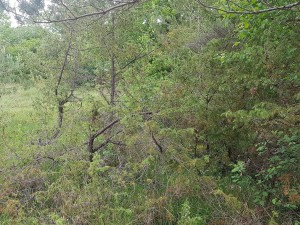 Rubo ulmifolii - Viburnion lantanae