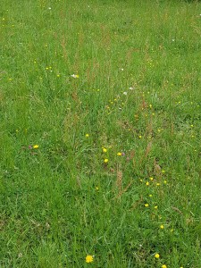 Achilleo millefolii - Cynosurion cristati