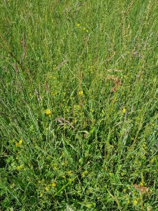 Anacamptido laxiflorae - Brometum racemosi