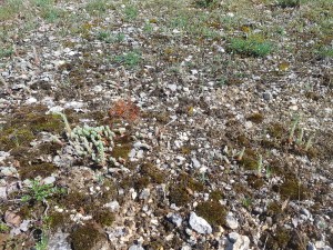 Alysso montani - Sedetalia albi subsp. albi