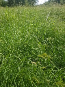 Hordeo secalini - Oenanthetum pimpinelloidis