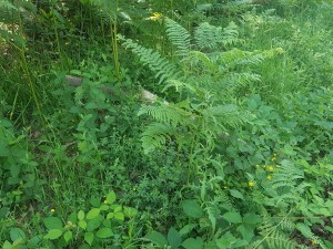 Hyperico pulchri - Melampyretum pratensis