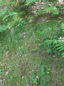 Hyperico pulchri - Melampyretum pratensis