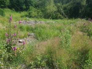 Linario repentis - Digitalietum purpureae