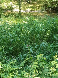 Impatientetum glanduliferae