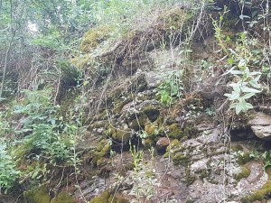 Teucrio scorodoniae - Hylotelephietum telephii