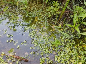 Ranunculetum hederacei