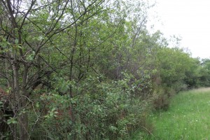 Erico scopariae - Franguletum alni