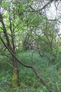 Fraxino excelsioris - Alnion glutinosae