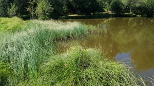 Hydrocotylo vulgaris - Caricetum rostratae
