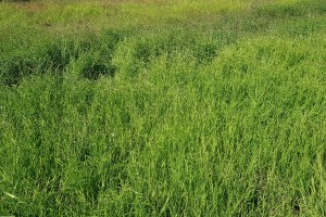 Leersietum oryzoidis