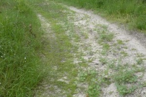 Lysimachienion minimae