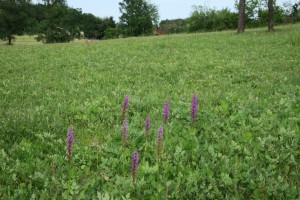 Tephroserido integrifoliae - Platantherion chloranthae