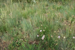 Koelerio macranthae - Phleion phleoidis