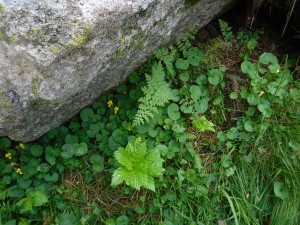 Violo biflorae - Cystopteridetum fragilis