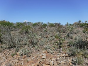 Thymo vulgaris - Lavanduletum stoechadis