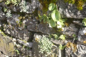 Cymbalario muralis - Asplenion rutae-murariae