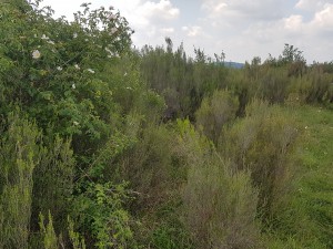 Erico scopariae - Spiraeetum hispanicae