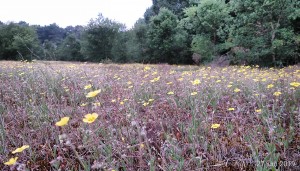 Tuberario guttatae - Airion praecocis