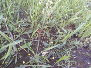 Radiolo linoidis - Cicendietum filiformis