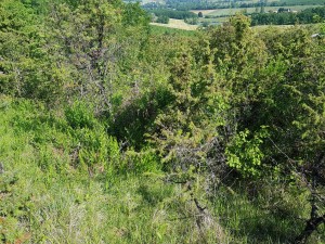 Rubio peregrinae - Viburnetum lantanae