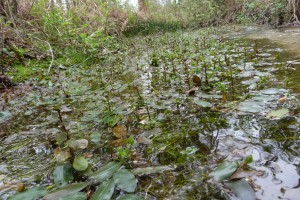 Potamogetono polygonifolii - Isolepidetum fluitantis