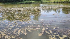 Potamogetonetum lucentis