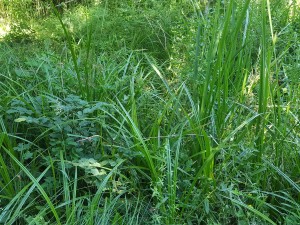 Junco acutiflori - Angelicetum sylvestris