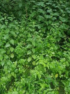 Lapsano communis - Sisonetum amomi