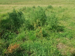 Rumici obtusifolii - Arrhenatherenion elatioris