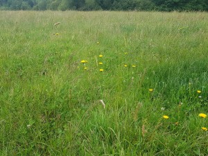 Luzulo campestris - Cynosuretum cristati