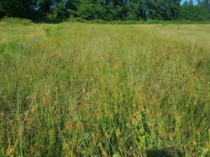 Lycopodo europaei - Juncetum effusi