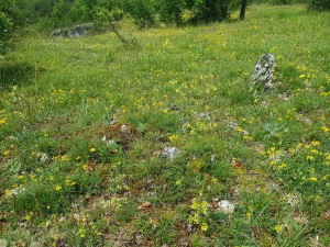 Sideritido guillonii - Koelerietum vallesianae