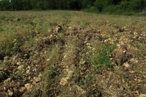 Veronico agrestis - Euphorbion peplidis