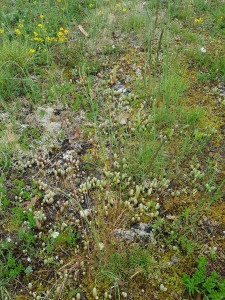 Sedion albi subsp. micrantho - sediformis