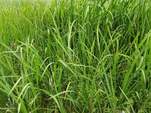 Sparganio erecti - Typhetum latifoliae