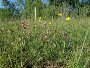 Anacamptido morionis - Serapiadetum linguae