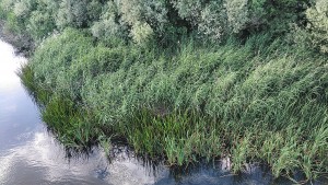 Typho domingensis - Phragmitetum australis subsp. chrysanthae