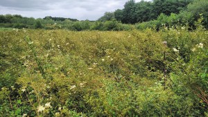 Filipendulo ulmariae - Convolvuletea sepium