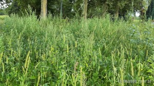 Setario pumilae - Galinsogetum parviflorae