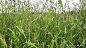 Setario pumilae - Galinsogetum parviflorae