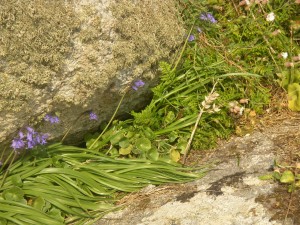Umbilico rupestris - Asplenietum obovati subsp. billotii